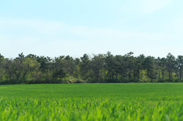 beautiful Green field on background - Photo, Image
