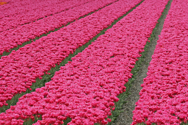 Campo de tulipanes cerca de Wassenaar, Países Bajos
 - Foto, imagen
