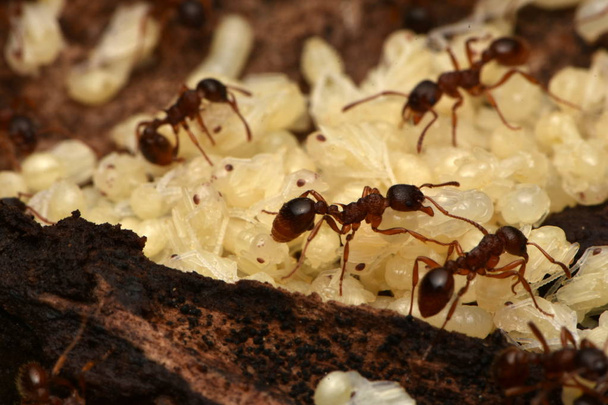 mrówki z poczwarki w przyrodzie - Zdjęcie, obraz