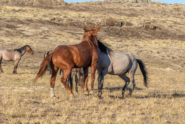 une paire d'étalons de chevaux sauvages combattant dans le désert de l'utah - Photo, image
