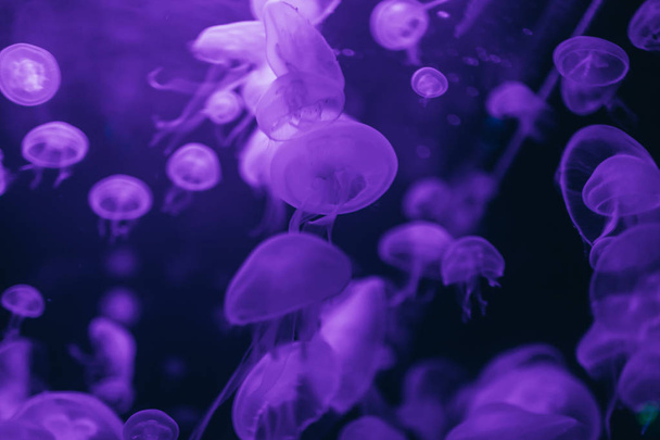 Jellyfish in action in the aquarium,Creating beautiful effect while in motion. - Foto, immagini