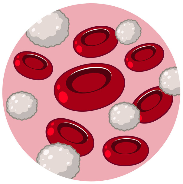 Ілюстрація червоних і білих кров'яних клітин
 - Вектор, зображення