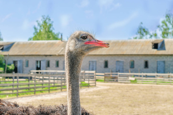 Avestruz salvaje africano domesticado (struthio camelus) en un aviario en una granja de avestruces. Avestruces salvajes en una granja de aves. Al aire libre
. - Foto, Imagen