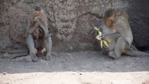 3 deniers mangent des fruits
 - Séquence, vidéo