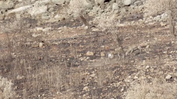 Довгий постріл ізраїльських гора газелей роги боротьби - Кадри, відео