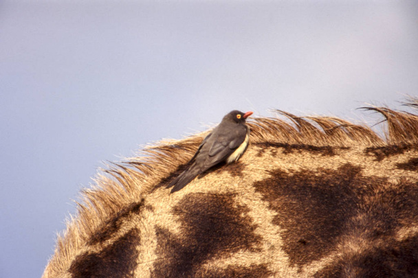 Oxpecker dal becco rosso
 - Foto, immagini