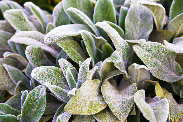 Floral background, green ground cover of fluffy leaves of plants. Herb Lambs ear. A beautiful perennial herbaceous plant with moody leaves - Photo, Image
