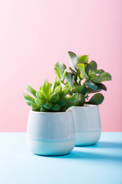 Pianta da appartamento succulenta in vaso di ceramica grigia
 - Foto, immagini