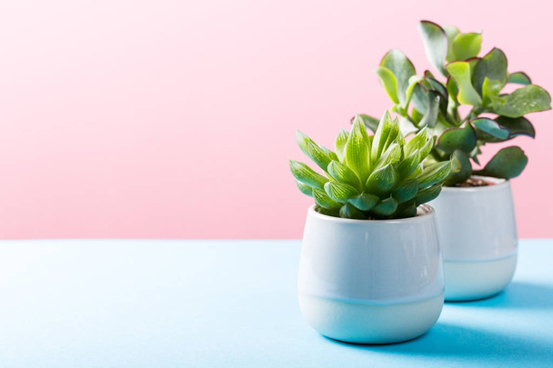 Indoor plant succulent plant in gray ceramic pot - Foto, immagini