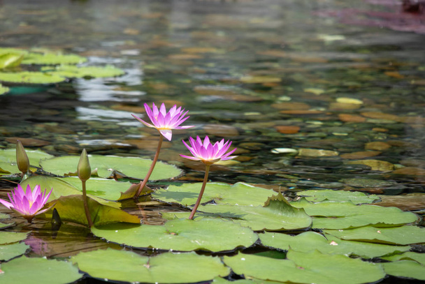 Lótus bonito e folha de lótus na lagoa com pedras no chão sob a água com uma luz solar quente no jardim botânico dá uma sensação de tranquilidade, serenidade, paz e beleza
 - Foto, Imagem