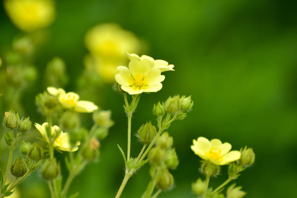 夏の庭に咲く細長いキジムシロ (キンロバイ薄)。美しい小さな黄色花フィールドで細長いキジムシロ (キンロバイ薄) - 写真・画像