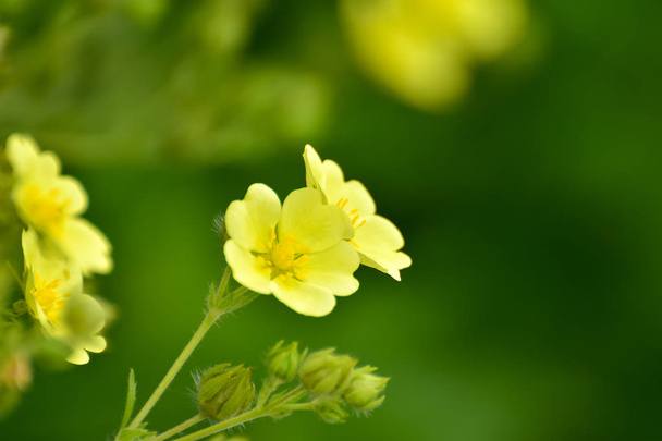Blooming Slender Cinquefoil (Potentilla gracilis) in the summer garden. Beautiful little yellow flowers Slender Cinquefoil (Potentilla gracilis) in a field - Photo, Image