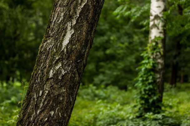 fák-zöld nyári mély erdő természetvédelmi táj koncepció - Fotó, kép