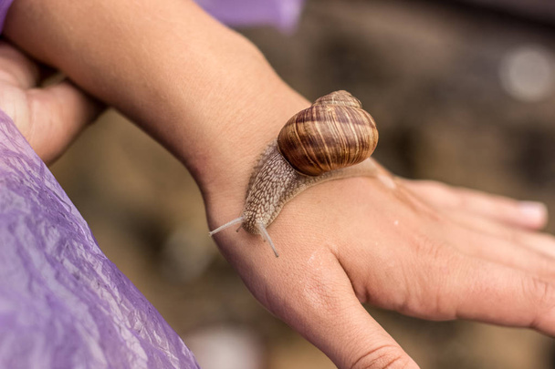 soft focus macro snail on hand with unfocused background concept - Fotó, kép