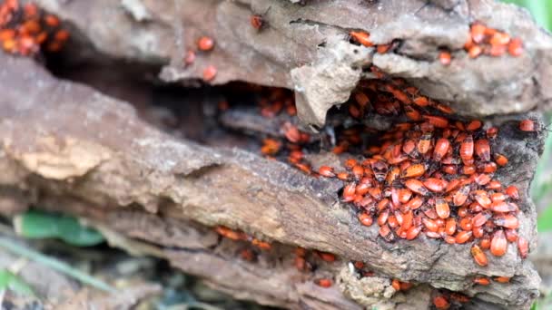 Congestión de especímenes jóvenes de bichos de fuego (Pyrrhocoris apterus
) - Imágenes, Vídeo