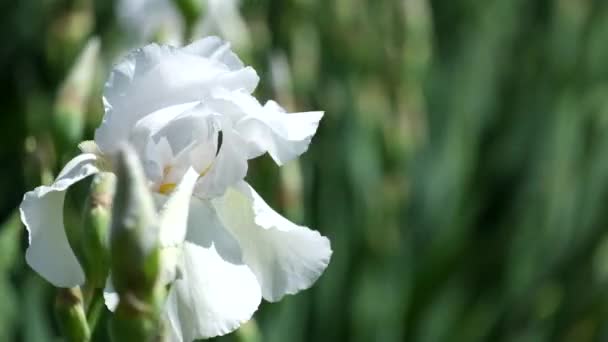 Iris Fiore bianco increspato dal vento. Iris barbuto intermedio (Vento artico dell'iride
) - Filmati, video