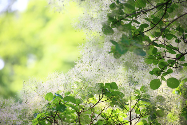 πράσινο λουλούδι cotinus coggygria ή smoketree - Φωτογραφία, εικόνα