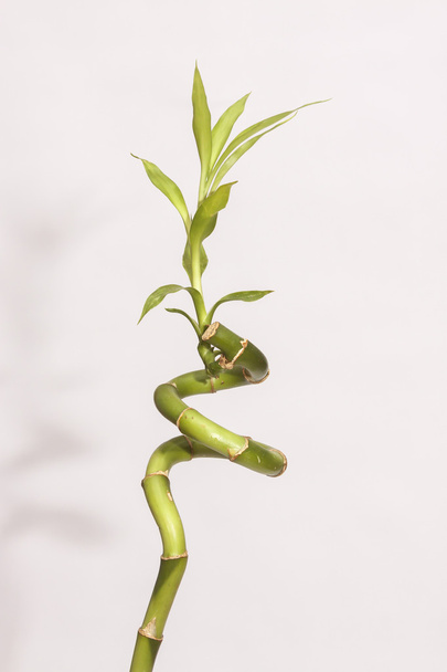 Bamboo in a Jar - Valokuva, kuva