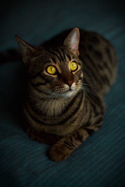 chat aux yeux jaunes - Photo, image