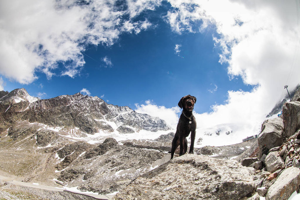 Cane nero Amy posa in austria Alpi
. - Foto, immagini