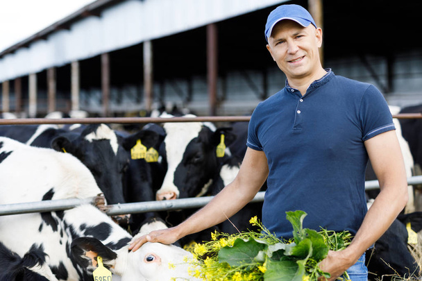 позитивный фермер кормит коров
 - Фото, изображение