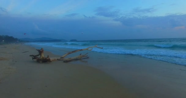 gran árbol muerto golpeado en la playa.fotografía aérea El gran árbol muerto fue destrozado por las olas en la playa de Karon
. - Imágenes, Vídeo