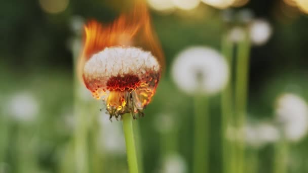 Dandelion burns during a fire. Slow Motion - Footage, Video