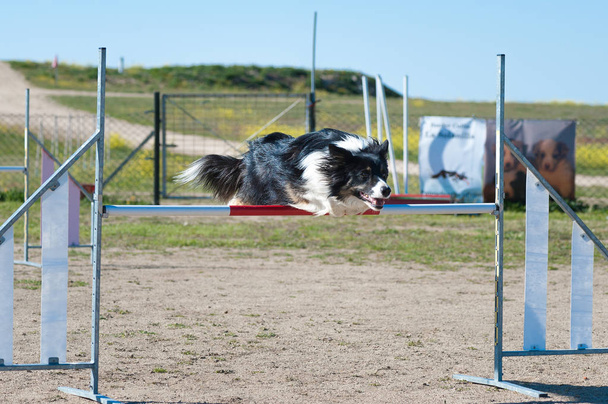 Çeviklik yarışma çubuğunun üzerinde bir şirket hayvanıyla bir jum yapma - Fotoğraf, Görsel