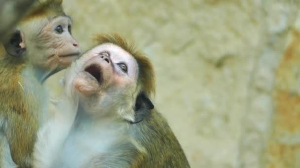 Macaco Toque (Macaca sinica) è una scimmia del Vecchio Mondo di colore bruno-rossastro endemica dello Sri Lanka, dove è conosciuta come rilewa o rilawa
. - Filmati, video