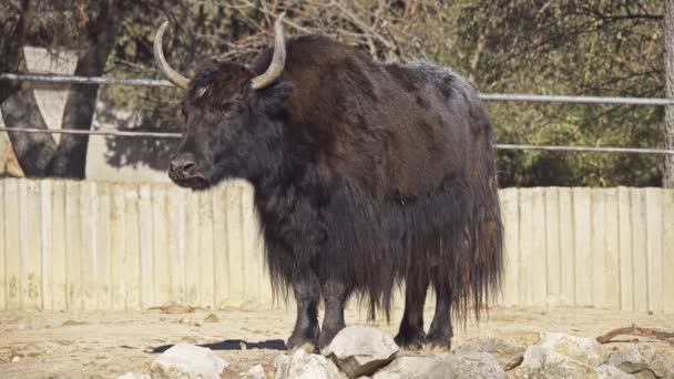 Wilde Yaks (bos mutus) sind große wilde Rinder, die im Himalaya heimisch sind. es ist ein Vorfahr des heimischen Yaks (bos grunniens)). - Filmmaterial, Video