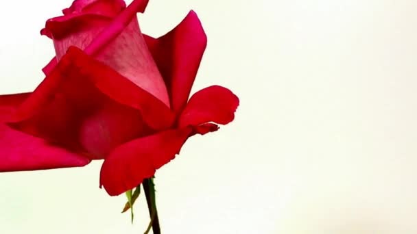 Idő telik el a piros rózsa virág, virágzás és hervadás - Felvétel, videó
