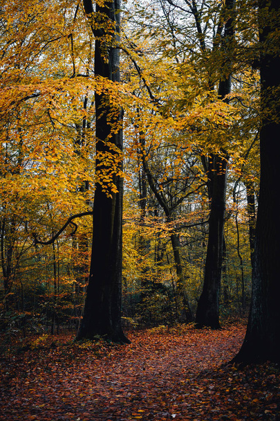 Pathway between yellow trees in the autumn forest - Foto, afbeelding