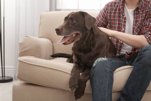 Adorable brown labrador retriever with owner on couch indoors - Photo, image