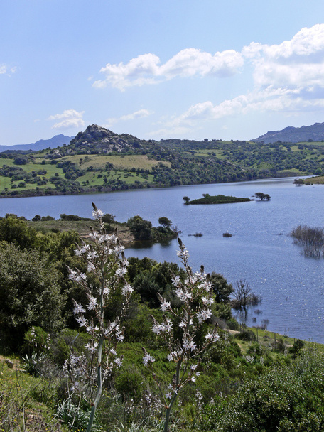 meer lago della liscia met asphodelus - Foto, afbeelding