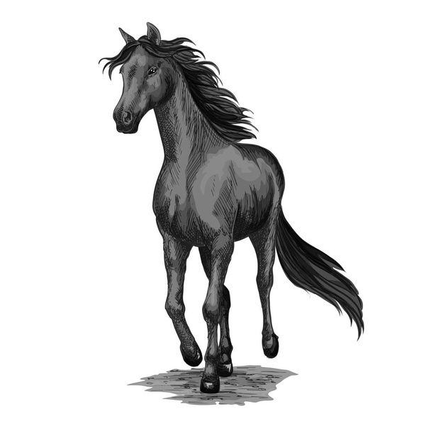 Koń uruchomionego szkic galopujących czarny ogier - Wektor, obraz