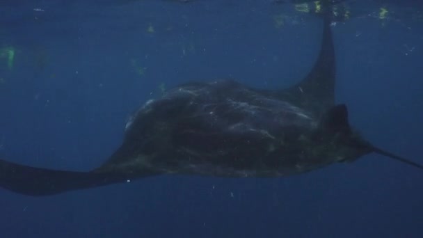 Een Manta Ray (Manta birostris) isswimming op het oppervlak en eet plankton in het troebele water tussen plastic afval, Mexico, Caribische, Aug 2016 - Video