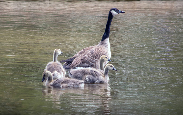 A mother goose guards her young offspring as they swim in a beautiful lake - Photo, Image