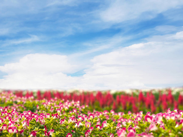 Закройте маленький розовый и белый цветок в саду. Цветочное поле над голубым небом фон для лета или весны и копировать пространство
. - Фото, изображение