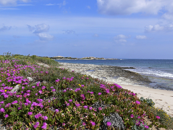pláž poblíž santa di gallura, Sardinie - Fotografie, Obrázek