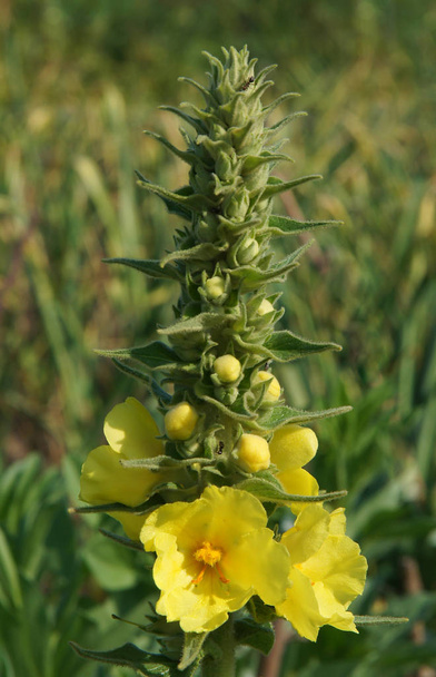 Μέλι και φαρμακευτικό ανθοφόρο φυτό mullein (Verbascum) - Φωτογραφία, εικόνα