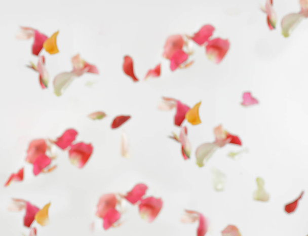 blurred image of pink petals on white background.photo with plac - Фото, зображення