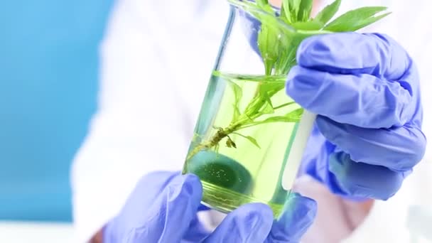 Wissenschaftler hält den Kolben mit grüner Pflanze und Flüssigkeit in der Hand. - Filmmaterial, Video
