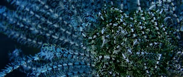  Federstern Seelilien im tropischen Meer, Wakatobi, Indonesien - Filmmaterial, Video