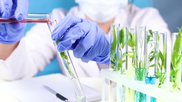 Wissenschaftler arbeiten im Labor mit Reagenzglas und Pflanze im Inneren. Nahaufnahme. - Filmmaterial, Video
