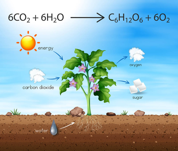 Illustration d'un processus de production d'oxygène par les arbres
 - Vecteur, image