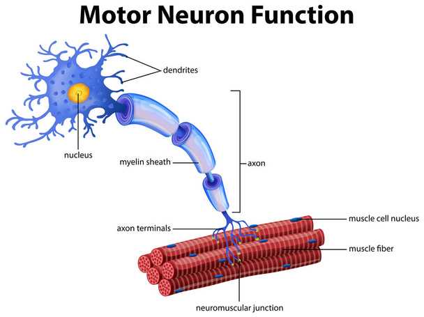 Egy vektor motoros Neuron funkciója illusztrációja - Vektor, kép