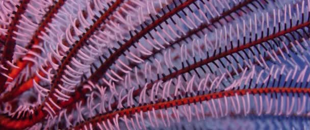  feather star Crinoids  in the tropical sea, WAKATOBI, Insonesia - Footage, Video