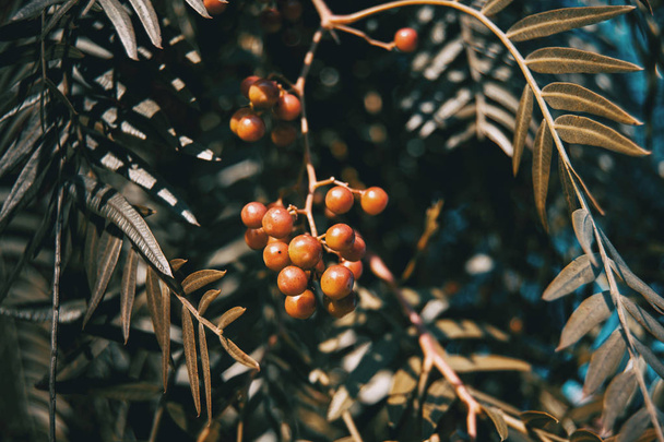 lähikuva punaisia marjoja ja lehtiä schinus molle luonnossa
 - Valokuva, kuva