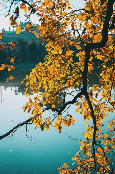 Gros plan des branches avec des feuilles jaunes sur un lac avec reflet des arbres dans l'eau par une journée sans nuages au coucher du soleil
 - Photo, image