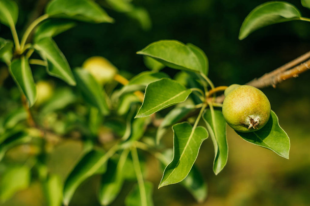 päärynä puu puutarhassa
 - Valokuva, kuva